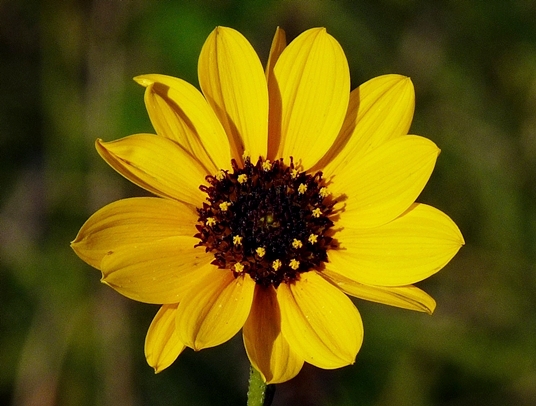 {Helianthus debilis ssp. cucumerifolius}